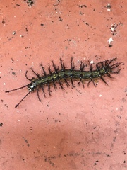 Lepidoptera