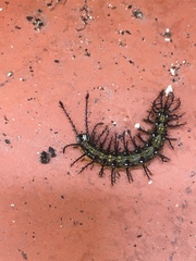 Lepidoptera