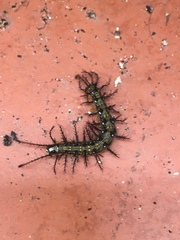 Lepidoptera