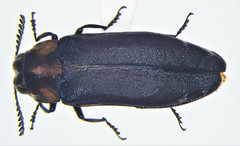 Eupristocerus cogitans