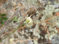 Allium ampeloprasum