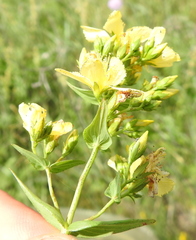 Hypericum elegans