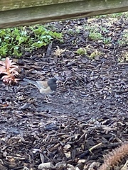 Junco hyemalis