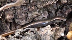 Ablepharus kitaibelii