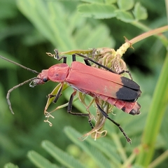 Chauliognathus lecontei