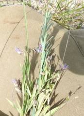 Polygala cretacea