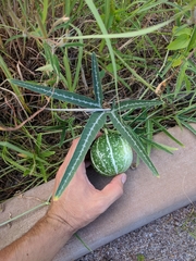 Cucurbita digitata