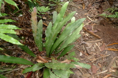 Austrogramme marginata