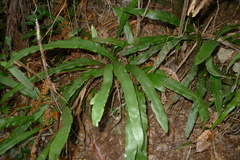 Austrogramme marginata