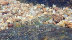 Rhinogobius leavelli