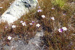Romulea atrandra esterhuyseniae