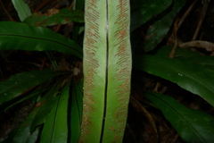 Austrogramme marginata