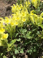 Scutellaria orientalis