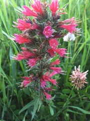 Pontechium maculatum