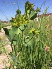 Bupleurum rotundifolium
