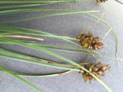 Carex stenophylla