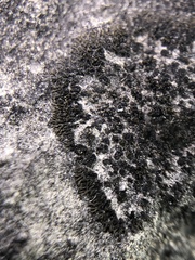 Placynthium stenophyllum