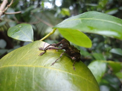 Orthorhinus