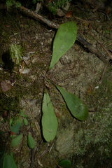 Elaphoglossum glabratum