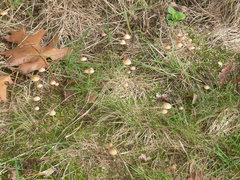 Galerina mniophila