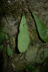 Elaphoglossum glabratum
