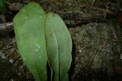 Elaphoglossum glabratum