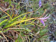 Campanula aurita