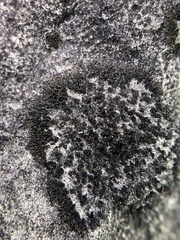 Placynthium stenophyllum