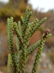 Halocarpus biformis