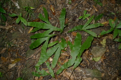 Microsorum latilobatum