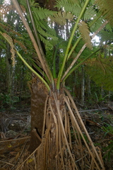 Cyathea stelligera