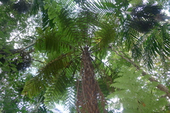 Cyathea stelligera