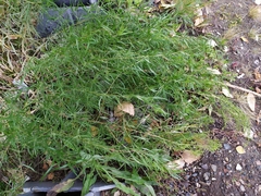 Artemisia dracunculus