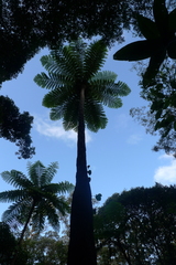 Sphaeropteris intermedia