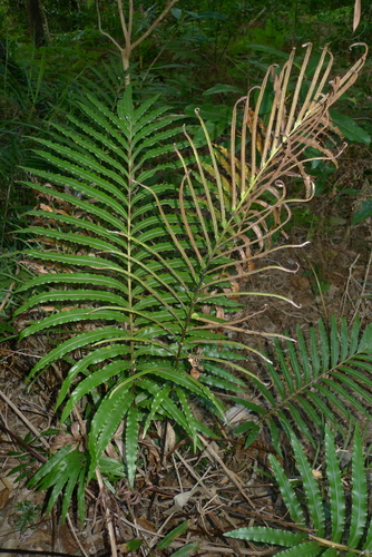 Parablechnum confusum observed 2017-08-10