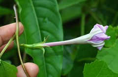 Ipomoea muricata
