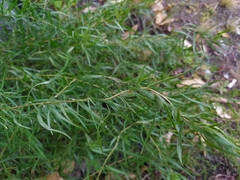 Artemisia dracunculus