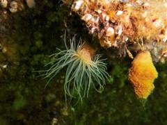 Sagartiogeton undatus