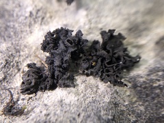 Lathagrium fuscovirens