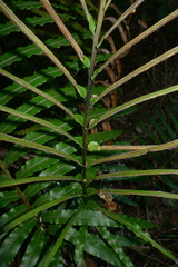 Blechnum confusum