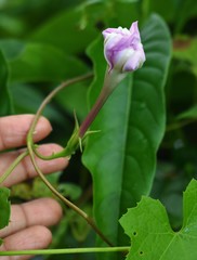Ipomoea muricata