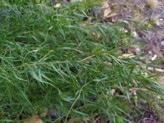 Artemisia dracunculus