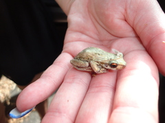 Litoria dentata