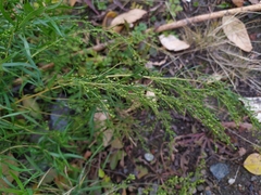 Artemisia dracunculus