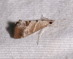 Evergestis triangulalis