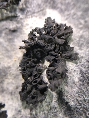 Lathagrium fuscovirens