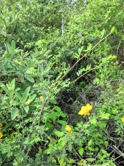 Chamaecrista greggii