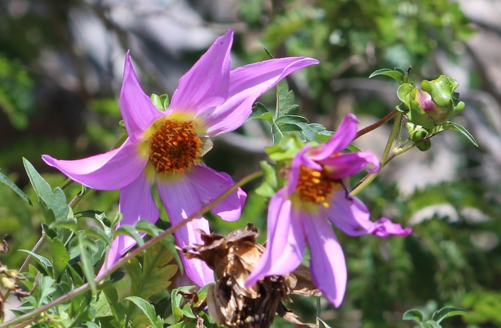 Dahlia scapigeroides