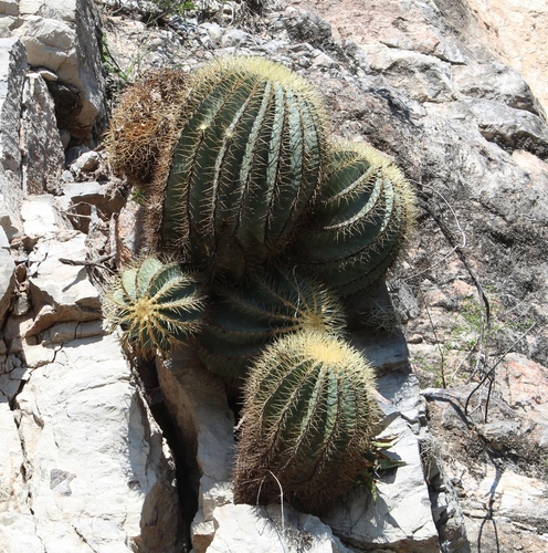 Ferocactus glaucescens iNat (1)