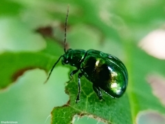 Chaloenosoma